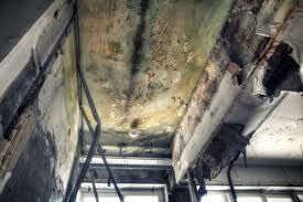 Best Black Mold Removal  in Cypress Gardens, FL